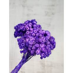 Helichrysum Italicum Seco Violeta 40cm 50g