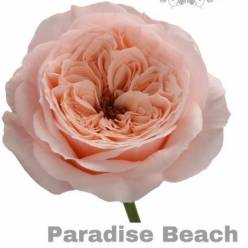 Rosa Hol. Paradise Beach 60cm