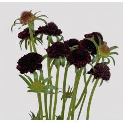 Scabiosa Nac. Granate 60cm