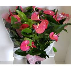 P. Anthurium An Maine 17/70cm x6  +6Flores