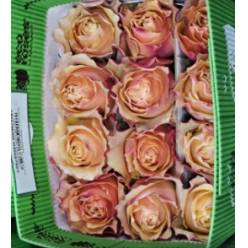 Rosa Ecu. Carpediem 40cm Sa