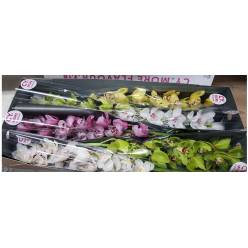 Cymbidium Mixta 80cm " Kuekerij "