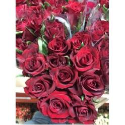 Rosa Hol. a Ever Red 60cm Rj