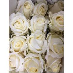 Rosa Ecu. White Chocolate 80cm