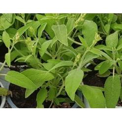 P. Salvia Oficinalis Nac. 13/20cm x10