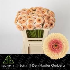 Gerbera Mini Hol. Bolero Jayjay "T20"