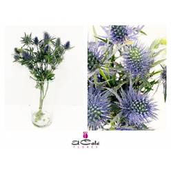 Eryngium Hol. Supernova Qstar 60cm