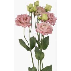 Lisiantus Hol. Alissa Light Pink 70cm 55gr "T10"