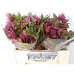 Helleborus Doble Ellen Red 40cm