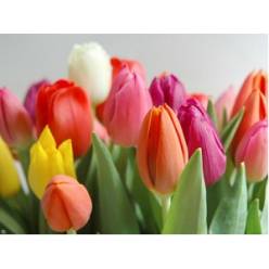 Tulipan Nac. Mixto 40cm (7Dias)
