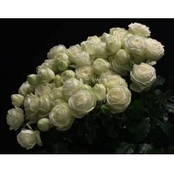 Ramificada Snow Bubbles 60cm Bl.