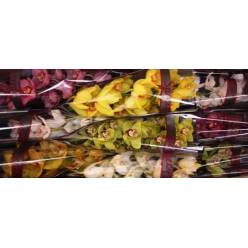 Cymbidium Mixta 60cm " Kuekerij "