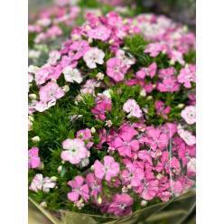 Dianthus Amazon Rosa 80cm