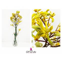 Anigozanthos Nac. Amarillo 80cm x5