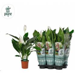 P. Spathyfilium Bingo Cupido 17/70cm 5F x6