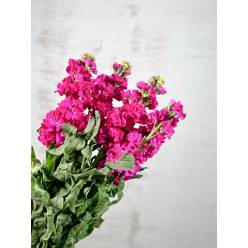 Aleli Nac. Fucsia 70cm