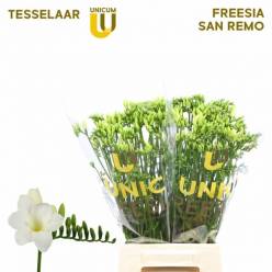 Fresia Hol. San Remo 50cm 20gr Bl. "T50"