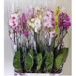 P. Phalaenopsis Mixta 12/90cm 2T x10 "Bohemian" Piko.P.