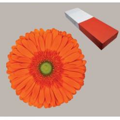 Gerbera Hol. Atlanta "T25"