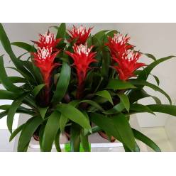 P. Guzmania Hope 12/45cm x6