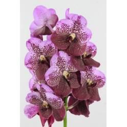 Vanda Pink Mahoga x16 Bic.