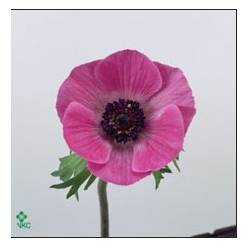 Anemona Hol. Coronaria Mar Orchid 40cm