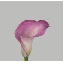 Calla Denver 55cm
