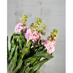 Aleli Nac. Rosa Claro 70cm