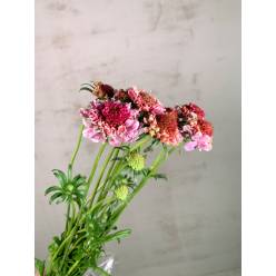 Scabiosa Nac. Bicolor Rosa 60cm x10