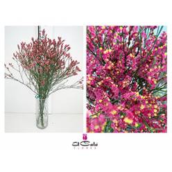 Limonium Nac. Hibrido Fucsia 80cm Paq.