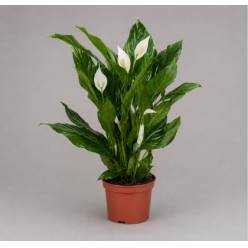 P. Spathyfilium Sweet Lauretta 21/100cm +4Flores