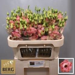 Lisiantus Hol. Alissa Champan 65cm 55gr "T10"