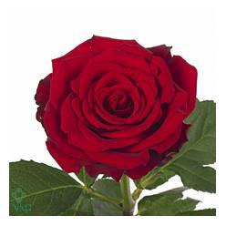 Rosa Hol. a Upperclass 60cm