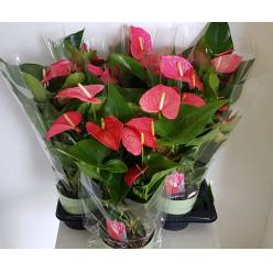P. Anthurium An Maine 17/65cm x6  +6Flores