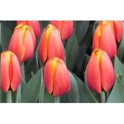 Tulipan Hol. Triple A bic. 40cm Nar.