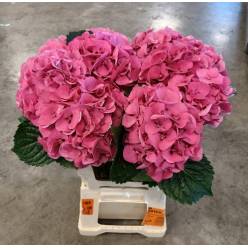 Hortensia Sibilla Red 60cm �18/20 Rs.
