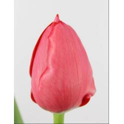 Tulipan Hol. Westfries Fire 40cm Rs.