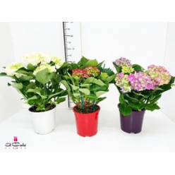 P. Hortensia Nac. Blanca 17/55cm x6