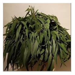 Eucaliptus Alargado 65cm 500gr
