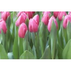 Tulipan Hol. Tineke Van Meer 40cm Rs.