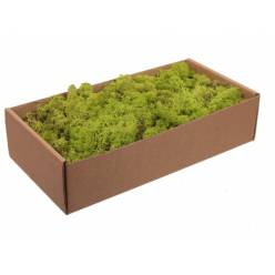 Caja Musgo Preservado Verde Claro 500g