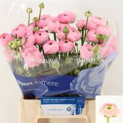 Ranunculos Hol. Aazur Li Pink 45cm 30gr