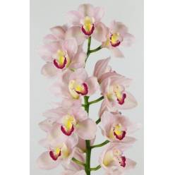 Cymbidium Jenny 80cm Rs. (7 Dias-2)