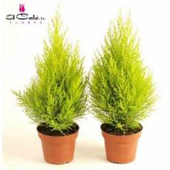 P. Cupressus Ma Gold Wilma 14/70cm x7