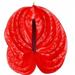 Anthurium Hol. Impulz 13  "CC12"