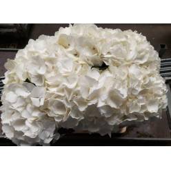 Hortensia Hol. Verena White 50cm 18/20
