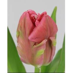 Tulipan Hol. Rs Marvel parrot 40cm