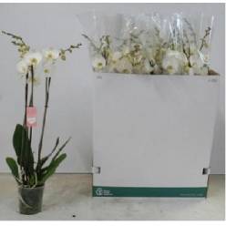 P. Phalaenopsis Ov. White 12/75cm  3T x12