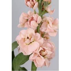 Aleli Hol. Milla Salmon 60cm "T10"
