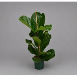 P. Ficus Nac. Lyrata 17/90cm x6